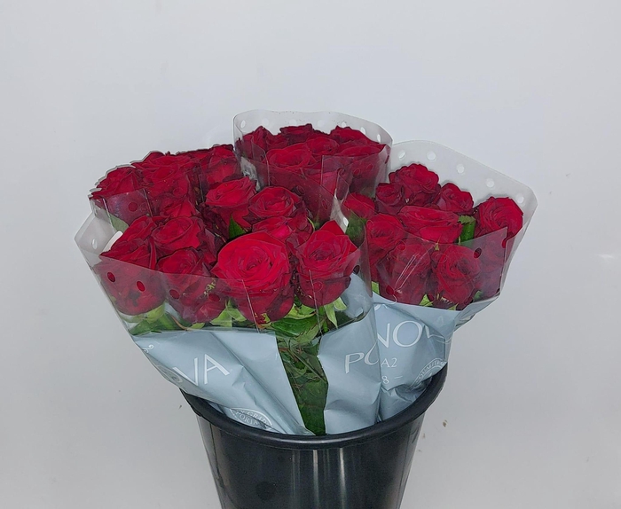 <h4>Mono Roos Red Naomi x10</h4>