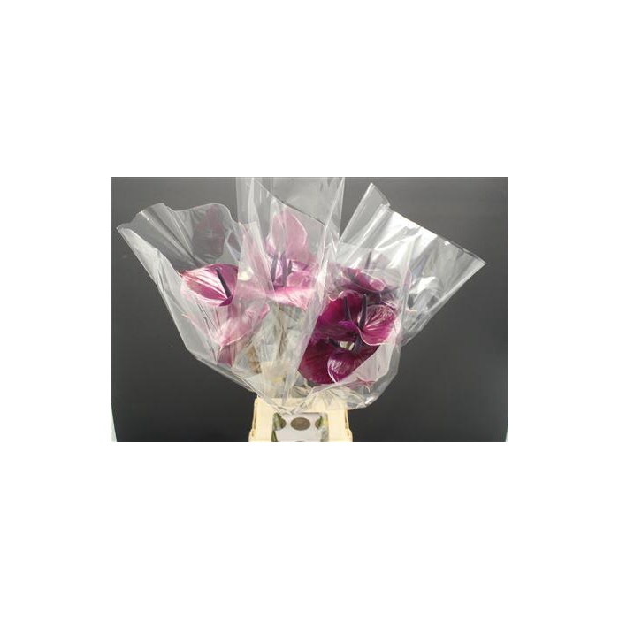 <h4>Anthurium Maravilla</h4>