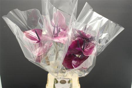 Anthurium Maravilla