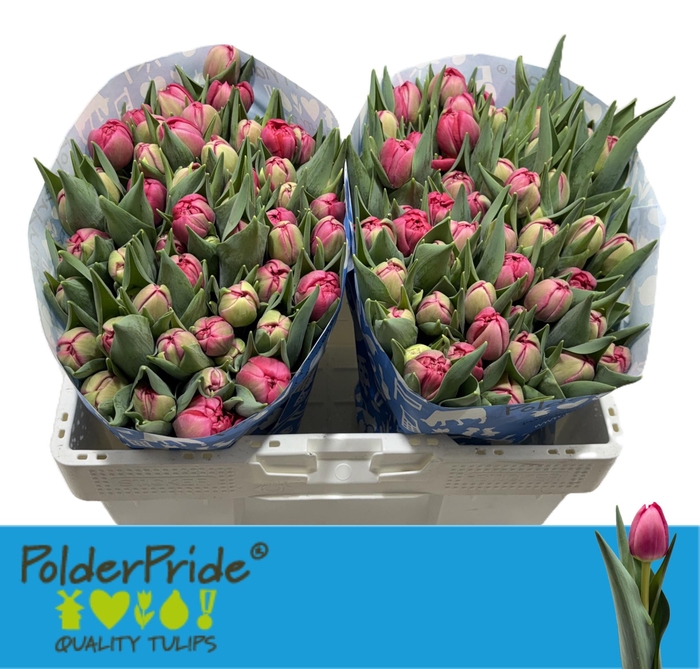 <h4>TU DU BELGRAVIA</h4>