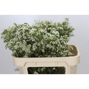 Chamelaucium Ofir