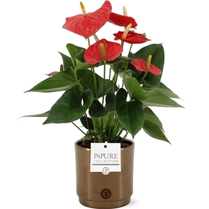 Anthurium Esudo in PURE Juliette Goldbronze ceramic