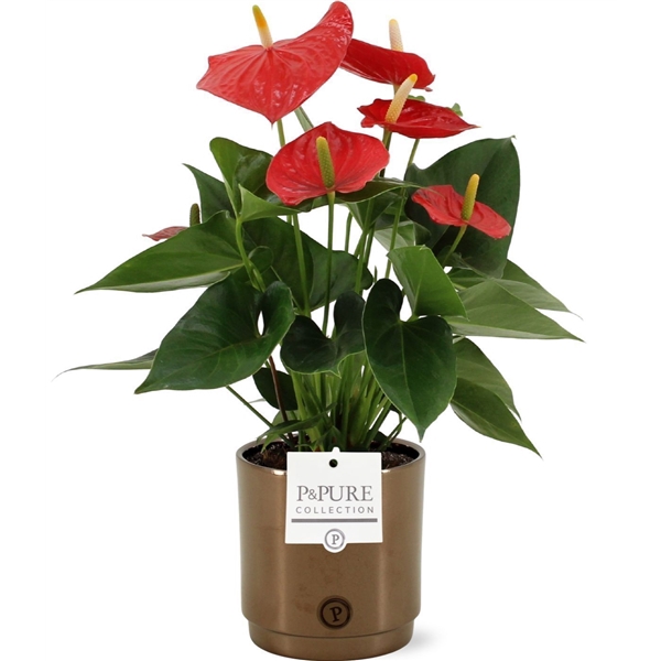 <h4>Anthurium Esudo in PURE Juliette Goldbronze ceramic</h4>