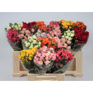 Rosa spray mix in bucket