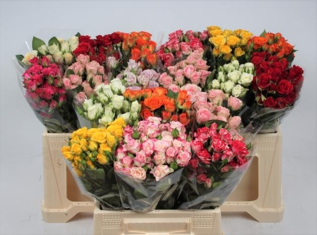 <h4>Rosa spray mix in bucket</h4>