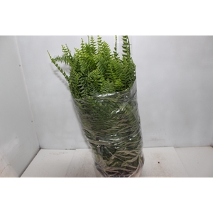 SAMAMBAIA AMERICANA C25