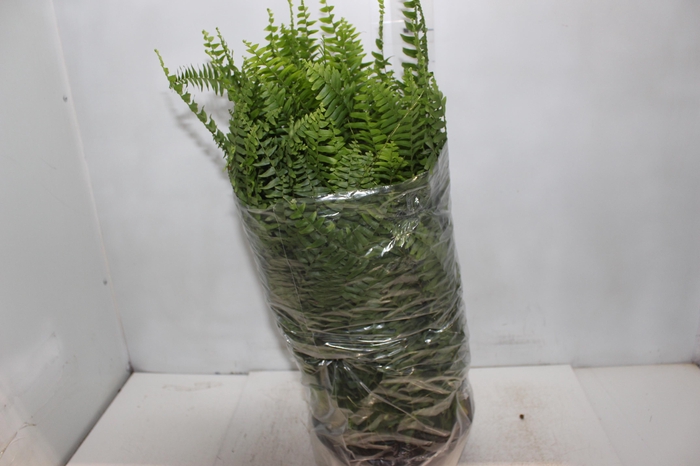 <h4>SAMAMBAIA AMERICANA C25</h4>