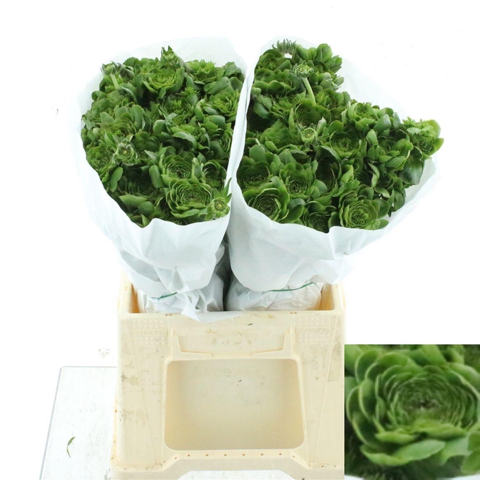 <h4>RANUNCULUS OV</h4>