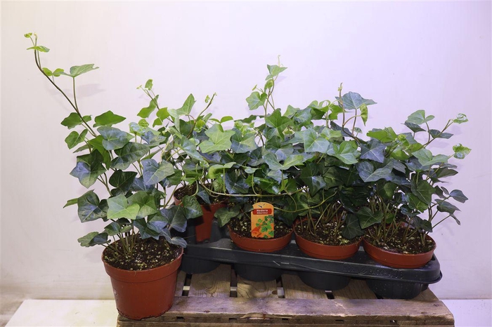 <h4>Hede Hibernica</h4>