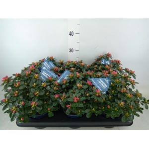 Rhododendron sim. 'Hor Chris Siena'