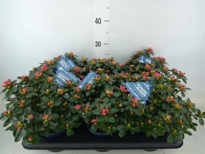 <h4>Rhododendron sim. 'Hor Chris Siena'</h4>