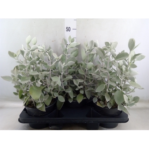 Kalanchoe NF   ...