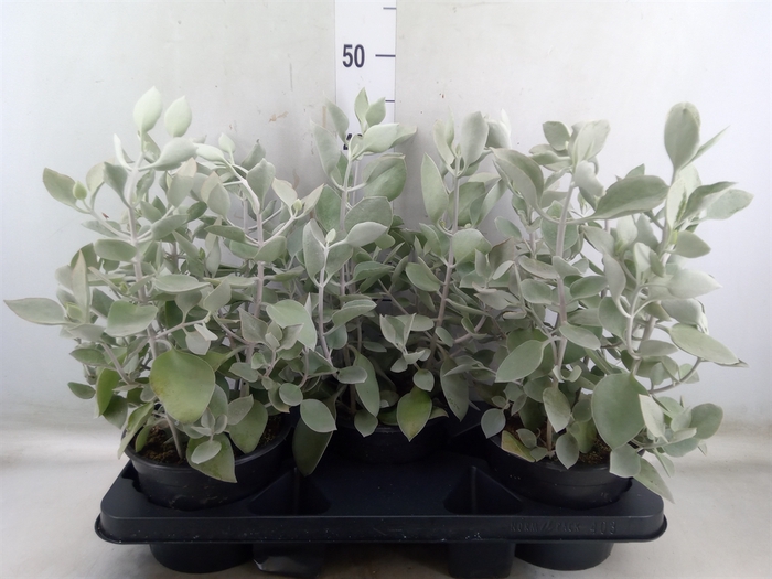 <h4>Kalanchoe NF   ...</h4>