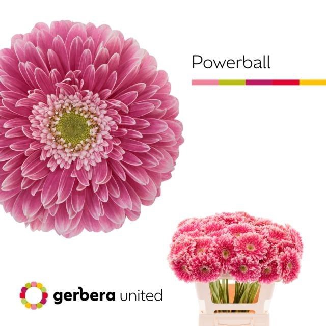 <h4>GE GB POWER BALL</h4>