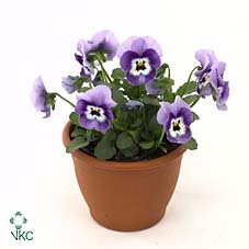 Viola Cornuta Grp Callisto F1 Marina