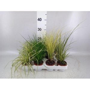 Carex   ...mix
