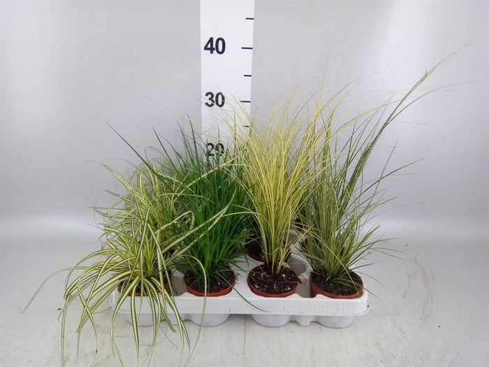 <h4>Carex   ...mix</h4>