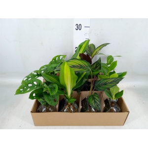 Planten  ..mix