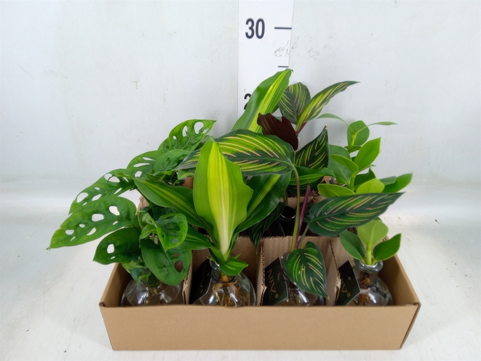 <h4>Planten  ..mix</h4>