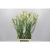Nerine Like a Virgin Artistiek