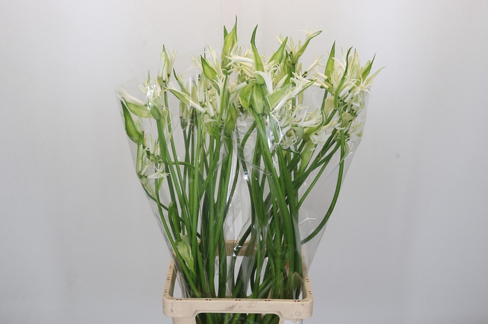 Nerine Like a Virgin Artistiek