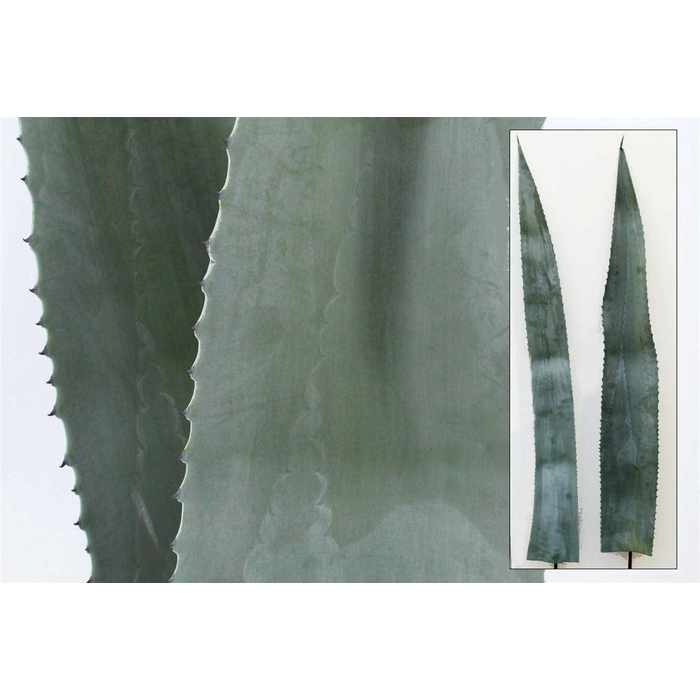 <h4>Agave Americana Bleu 150cm</h4>