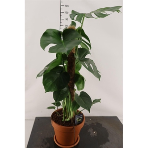 * Arr.. Terracotta Monstera 25 Cm.