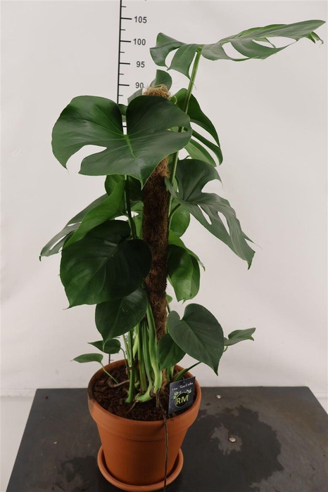 <h4>* Arr.. Terracotta Monstera 25 Cm.</h4>