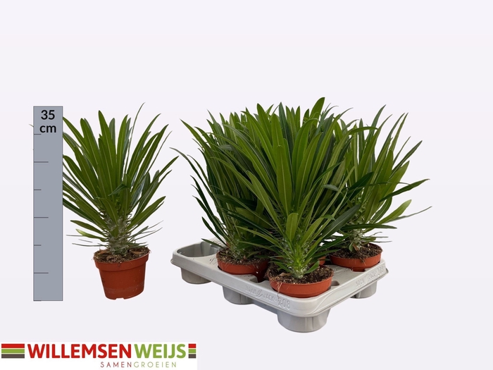 <h4>PACHYPOD LAMEREI</h4>