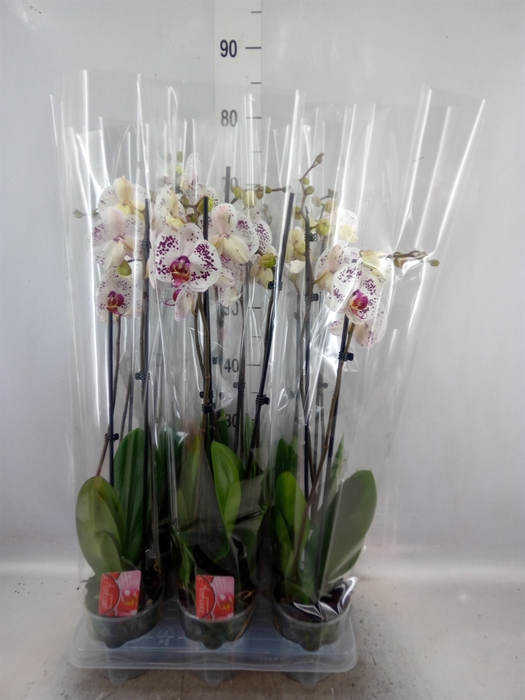 <h4>Phalaenopsis  'Calypso'</h4>