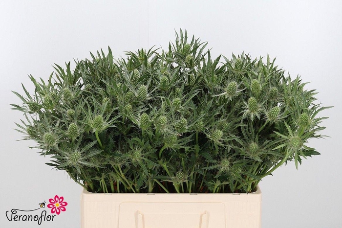 <h4>ERYN A WHITE STAR</h4>