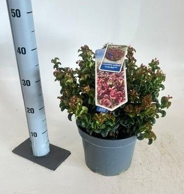 <h4>LEUCOT AX CURLY RED</h4>