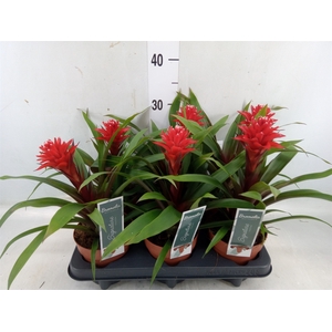 Guzmania   ...