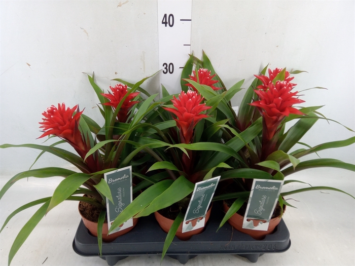 <h4>Guzmania   ...</h4>