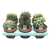 Cactus Mix (6spc.) (decorum) Decorum+Steker