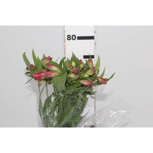 ALSTROEMERIA ALYNA 080 CM