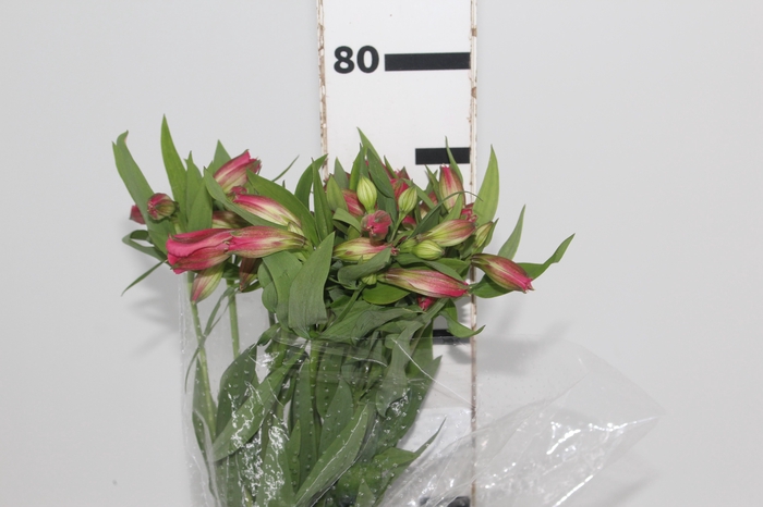<h4>ALSTROEMERIA ALYNA 080 CM</h4>