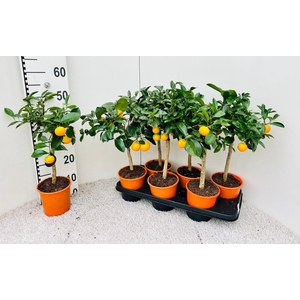 CITR MICROCARPA