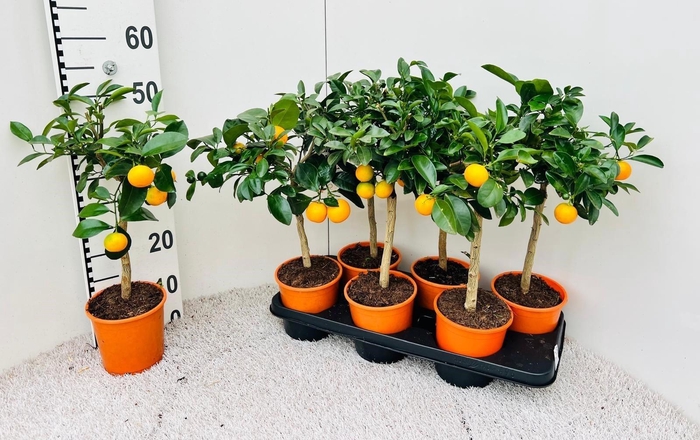 <h4>CITR MICROCARPA</h4>