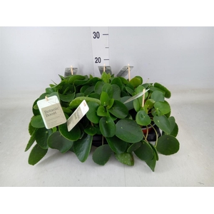 Pilea peperomioides