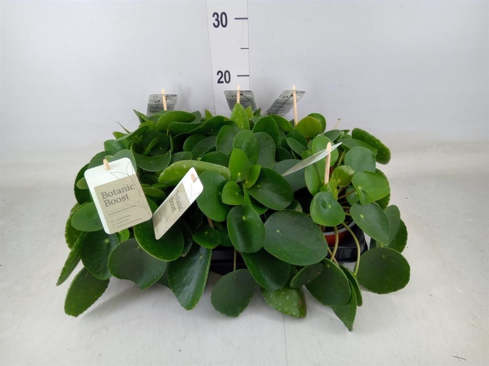 <h4>Pilea peperomioides</h4>