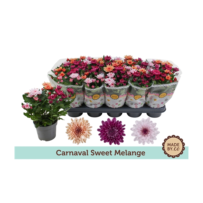 <h4>Chrysant Carnaval Sweet Melange</h4>