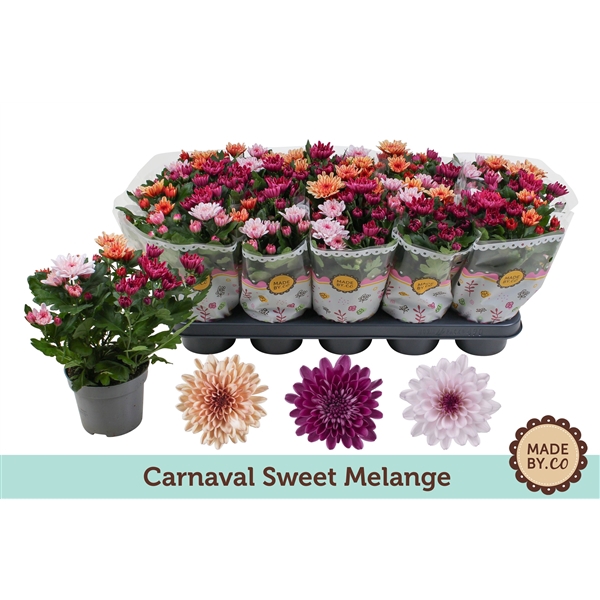 Chrysant Carnaval Sweet Melange