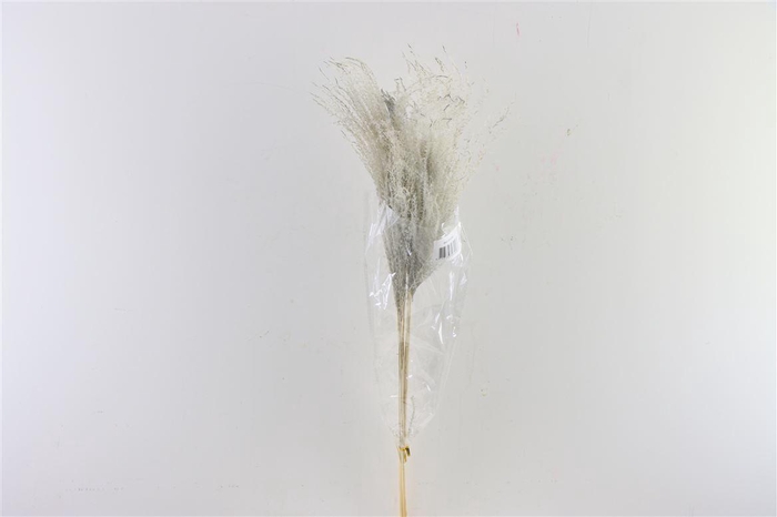 <h4>Dried Stipha Feather Grey Large Bunch</h4>