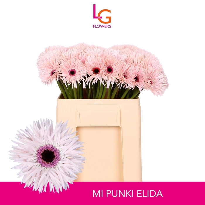 <h4>GE MS PUNKI ELIDA</h4>