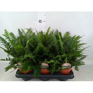 Polystichum tsussimense