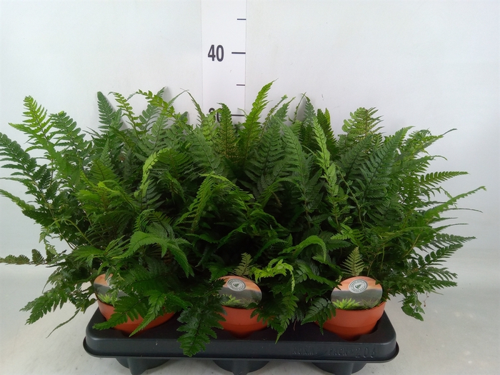 <h4>Polystichum tsussimense</h4>
