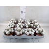 Mammillaria gracilis