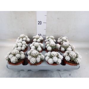 Mammillaria gracilis