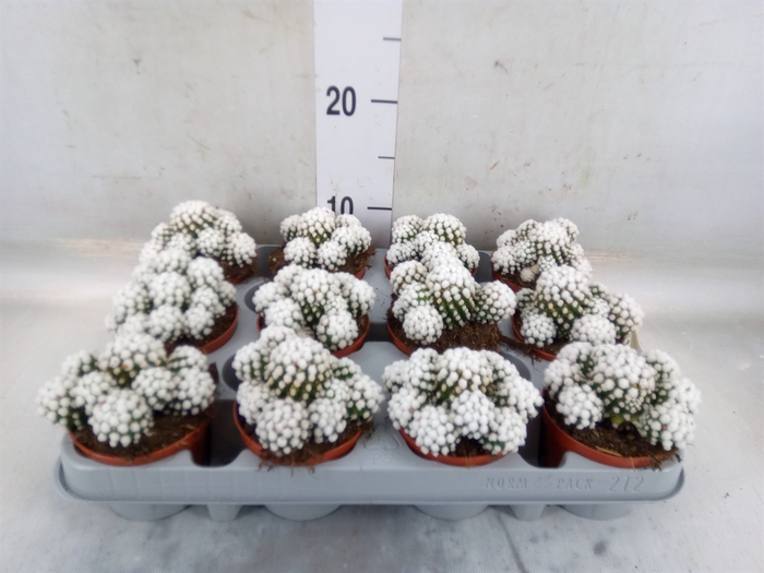 <h4>Mammillaria gracilis</h4>
